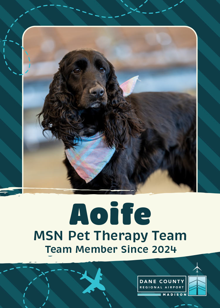 Aoife Pet Therapy Dog