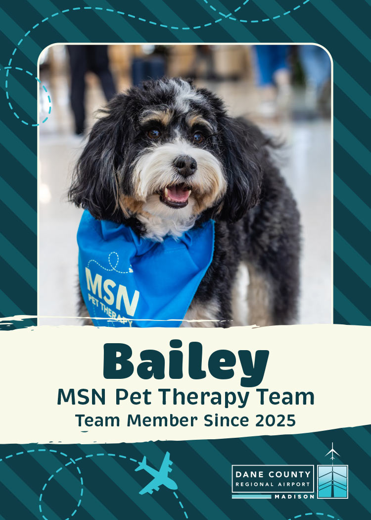 Bailey Pet Therapy Dog