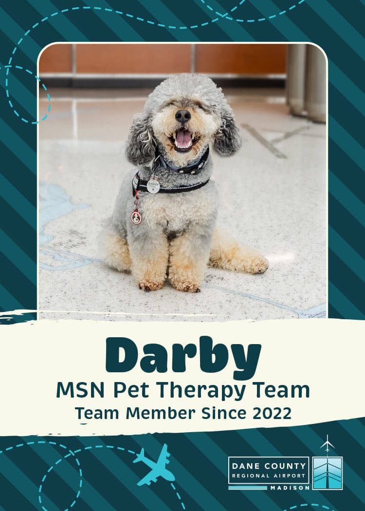 Darby Pet Therapy Dog