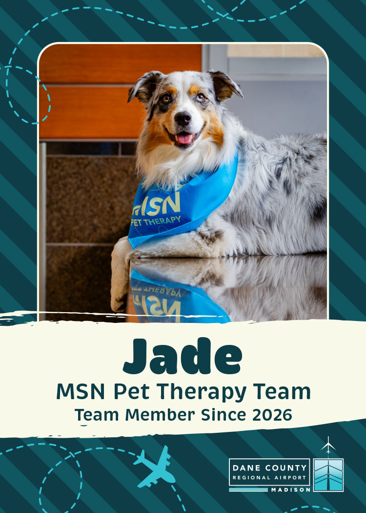 Jade Pet Therapy Dog