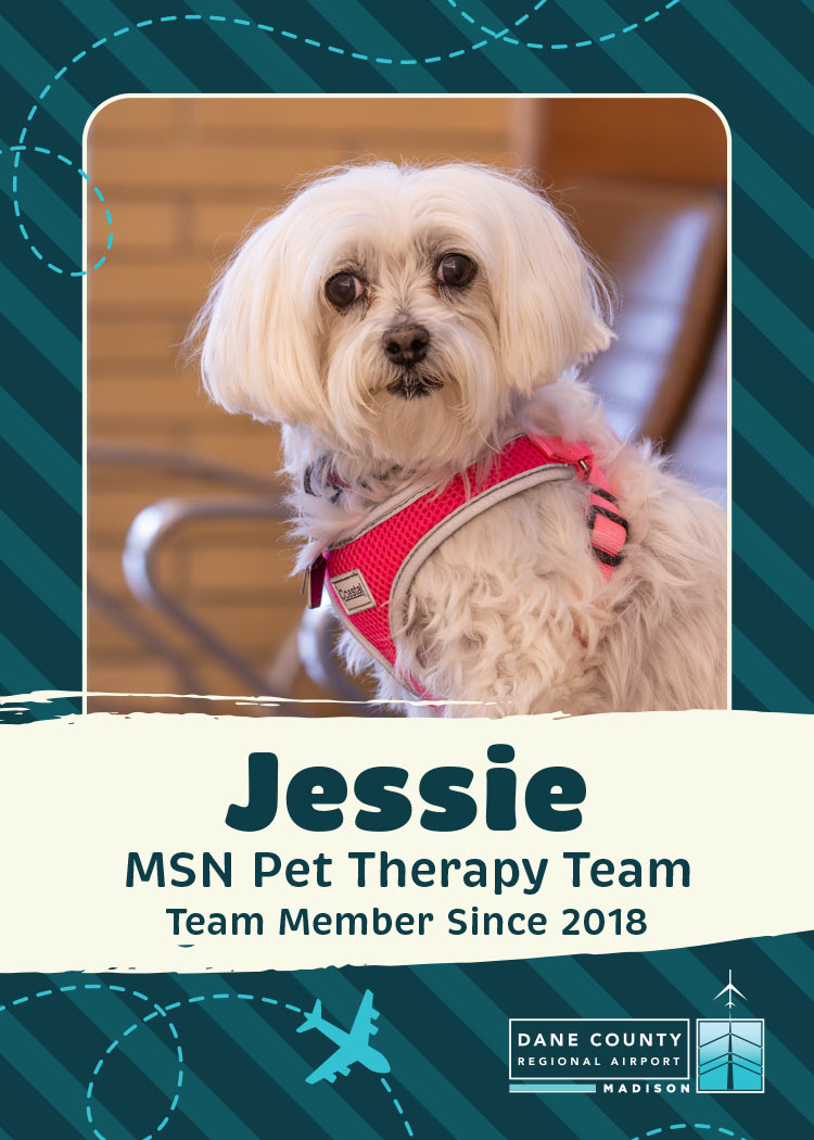 Jessie Pet Therapy Dog