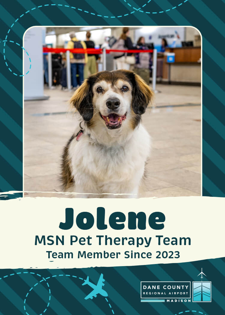 Jolene Pet therapy Dog