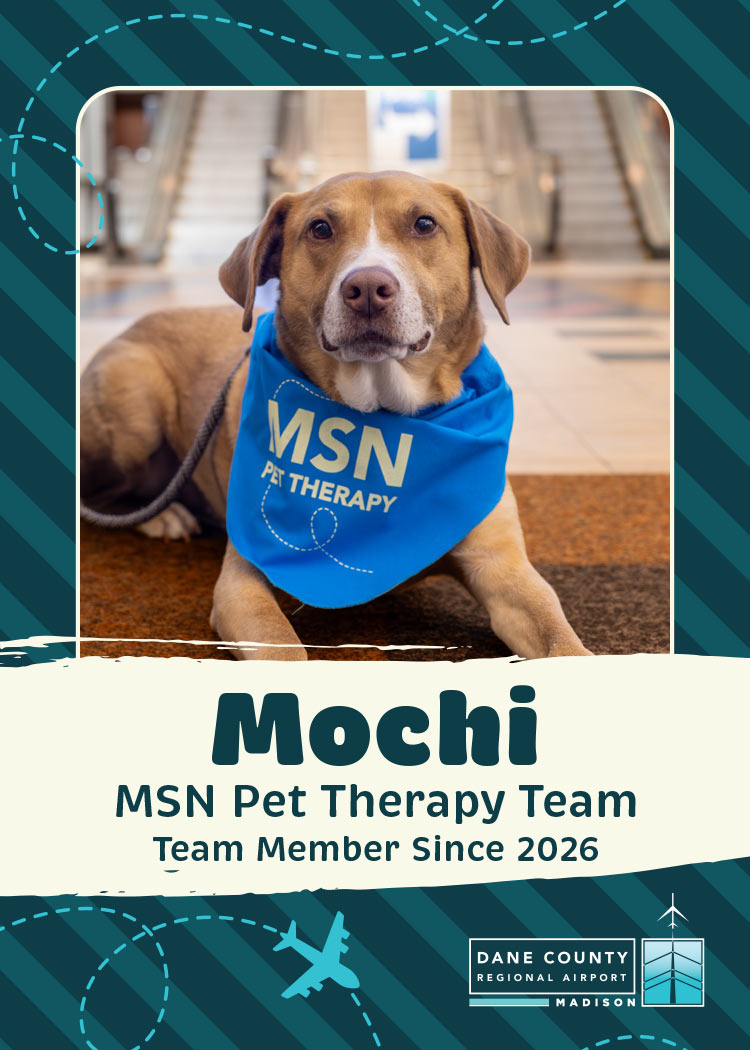 Mochi Pet Therapy Dog