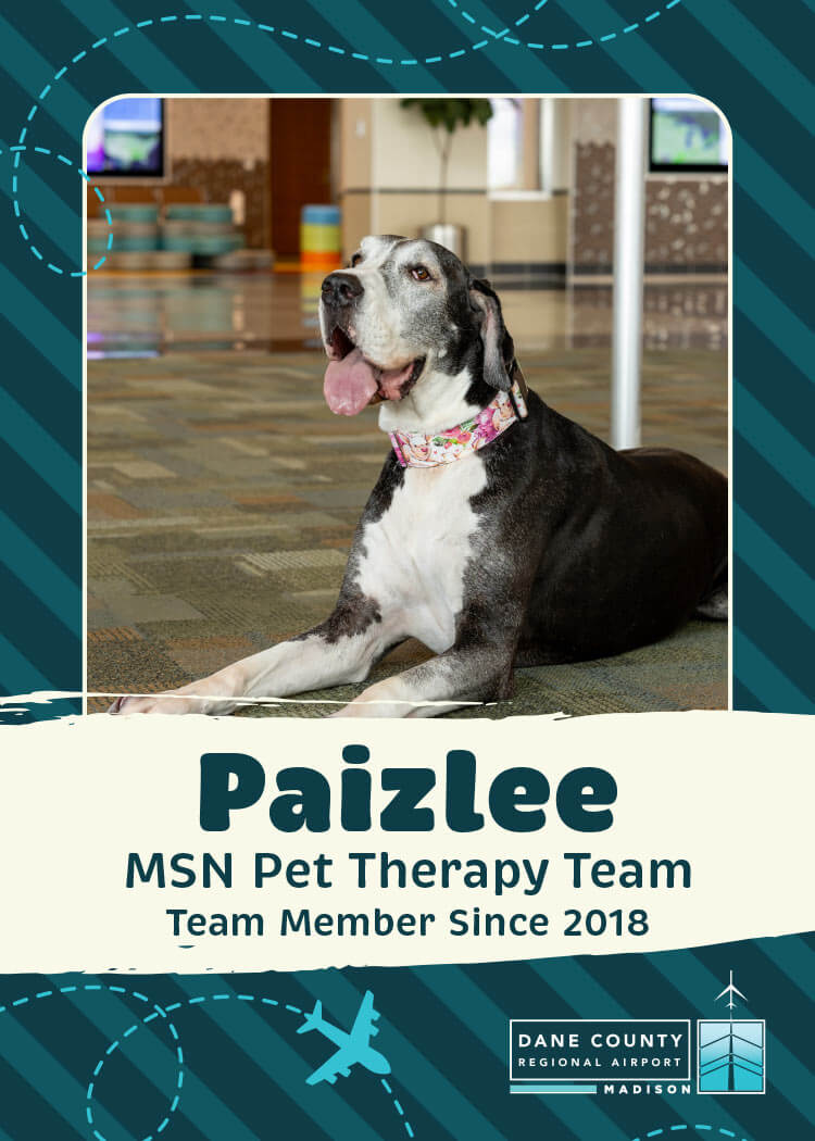 Paizlee Pet Therapy Dog