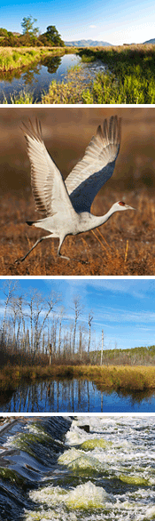 Wildlife at wetland areas around DCRA benefits from the airport's natural resource management strategy.